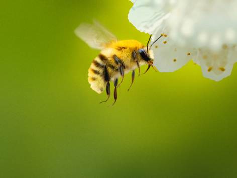 SEGREDOS DAS ABELHAS, SÉRIE DO NATIONAL GEOGRAPHIC, JÁ ESTÁ DISPONÍVEL NO DISNEY+